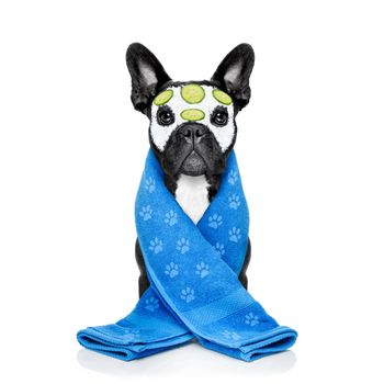 french bulldog dog relaxing  with beauty mask in   spa wellness center ,getting a facial treatment with  moisturizing cream mask and cucumber , sponge and brush, isolated on white background