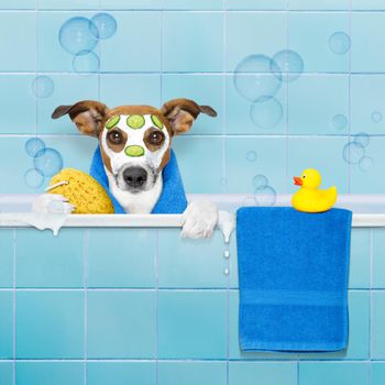 jack russell dog in a bathtub not so amused about that , with yellow plastic duck and towel, face or  beauty mask with cucumber