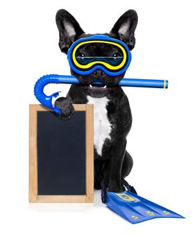 snorkeling scuba diving french bulldog dog  with mask and fins , holding  blank blackboard or placard,  isolated on white background