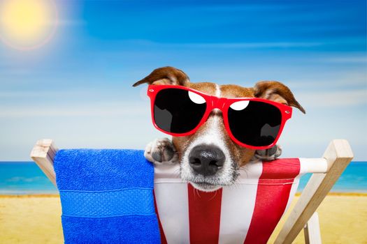 jack russell dog at the beach on a hammock , relaxing on summer vacation holidays, ocean shore and sun as background