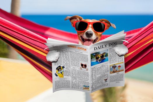 jack russell dog relaxing on a fancy red  hammock  with red sunglasses reading newspaper or  magazine,  on summer vacation holidays at the beach