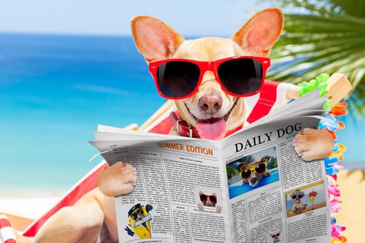 chihuahua dog relaxing on a fancy red  hammock  with red sunglasses reading newspaper or  magazine,  on summer vacation holidays at the beach
