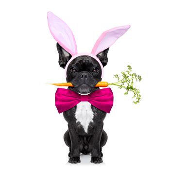 french bulldog dog with  carrot in mouth and easter bunny ears ,isolated on white background