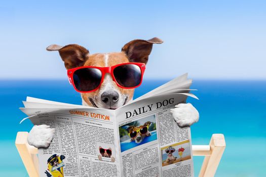 jack russell dog , reading newspaper on hammock at the beach at summer vacation holidays, wearing funny sunglasses