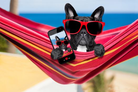 french  bulldog dog relaxing on a fancy red  hammock taking a selfie and sharing the fun with friends at the beach on summer vacation holidays