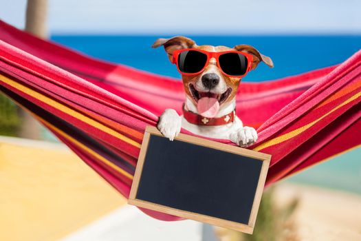 jack russell dog relaxing on a fancy red  hammock  with blank banner, placard or blackboard,  on summer vacation holidays at the beach
