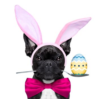 french bulldog dog with   spoon in mouth with easter  egg and easter bunny ears ,holding blank blackboard or placard,  isolated on white background