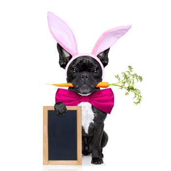 french bulldog dog with   carrot in mouth  and easter  bunny ears ,holding blank blackboard or placard,  isolated on white background