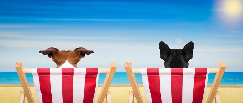 couple of  dogs  on a  beach chair or hammock at the beach relaxing  on summer vacation holidays, ocean shore as background