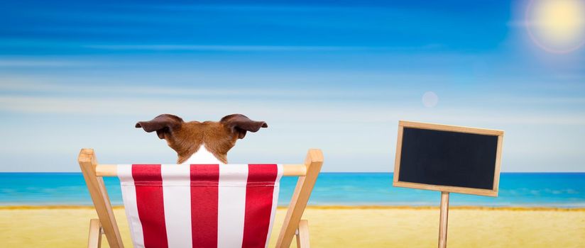 jack russell dog on a  beach chair or hammock at the beach  relaxing on summer vacation holidays, ocean shore as background, blackboard or placard included