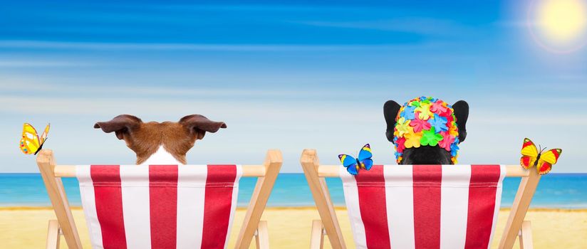 couple of  dogs  on a  beach chair or hammock at the beach relaxing  on summer vacation holidays, ocean shore as background