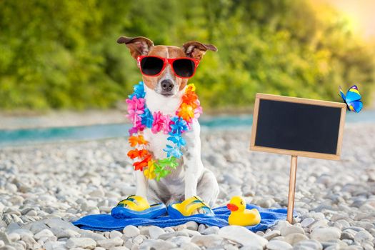 jack russell dog on summer vacation holidays at the river, rubber duck and placard or blackboard included
