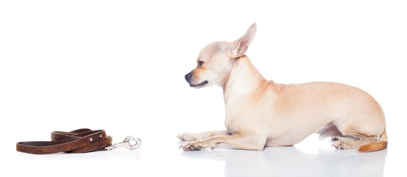 chihuahua dog waiting for a walk with owner, begging   , isolated on white background