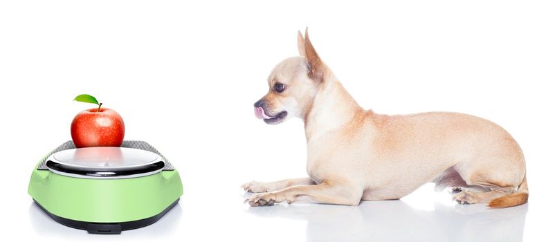 hungry chihuahua dog with apple on weight scale,  waiting and looking at it , isolated on white background