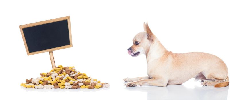 hungry chihuahua dog with mound of food , waiting and looking at it ,placard or blackboard included,  isolated on white background