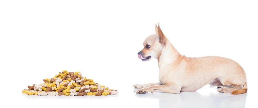 hungry chihuahua dog with mound of food , waiting and looking at it ,  isolated on white background