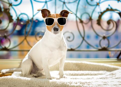 jack russell dog  with sunglasses at balcony  enjoying the sun and hot weather at summer vacation holidays