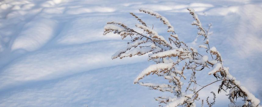 A dry branch of sagebrush in fluffy white snow after a snowfall.