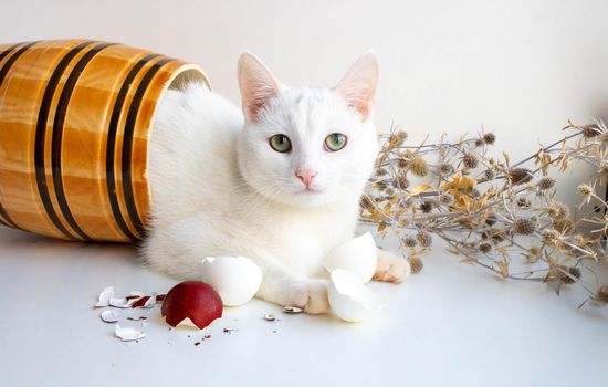 On a white background lies a clay barrel with a white cat in it, next to dried flowers and eggshells. The Concept Of Easter.