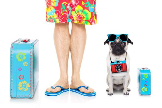 pug dog and owner ready to go on summer holidays vacation with luggage and bags , isolated on white background