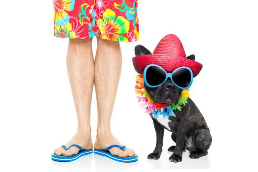 french bulldog dog and owner ready to go on summer holidays vacation with luggage and bags , isolated on white background