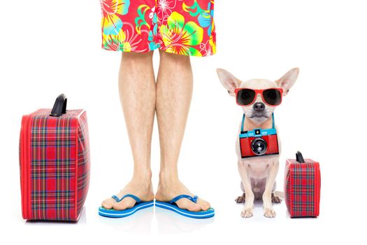 chihuahua dog and owner ready to go on summer holidays vacation with luggage and bags , isolated on white background