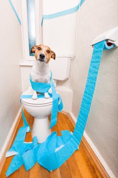 jack russell terrier, sitting on a toilet seat with digestion problems or constipation looking very sad and toilet paper rolls everywhere