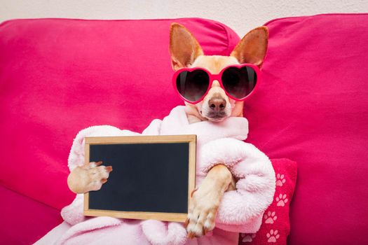 chihuahua dog relaxing  and lying, in   spa wellness center ,wearing a  bathrobe and funny sunglasses with banner blackboard placard