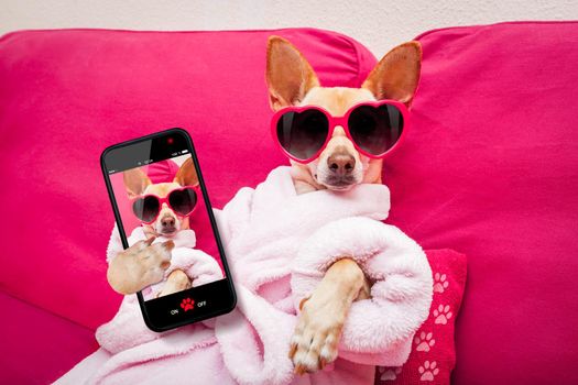 chihuahua dog relaxing  and lying, in   spa wellness center ,wearing a  bathrobe and funny sunglasses taking a selfie
