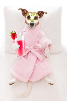 jack russell dog relaxing  and lying, in   spa wellness center ,getting a facial treatment with  moisturizing cream mask and cucumber, drinking a cocktail milkshake smoothie