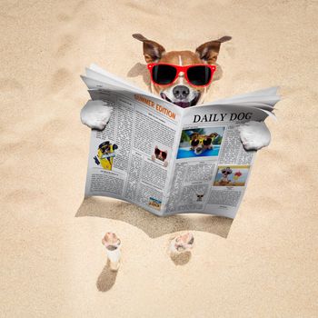 jack russell dog  buried in the sand at the beach on summer vacation holidays ,  wearing red sunglasses, reading a newspaper or magazine