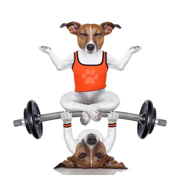 fitness jack russell dog lifting a heavy big dumbbell with a yoga pet, as personal trainer , isolated on white background