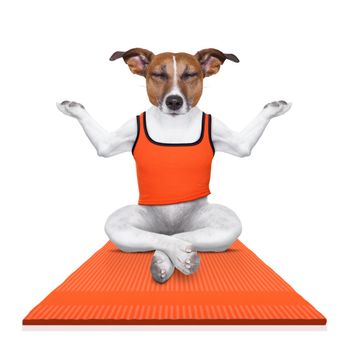 fitness jack russell dog relaxing with yoga , as personal trainer on sport  mat , isolated on white background