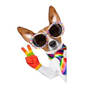 crazy funny gay dog proud of human rights , with rainbow flag and sunglasses, isolated on white background, behind blank banner or placard
