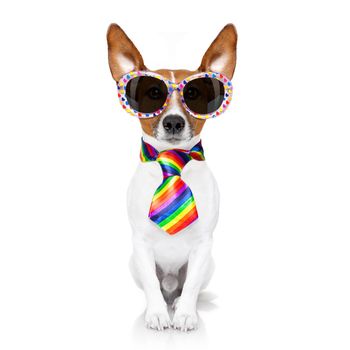 crazy funny gay dog proud of human rights ,sitting and waiting, with rainbow flag and sunglasses, isolated on white background