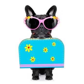 french bulldog dog  with luggage bag  , ready for summer vacation holidays, isolated on white background