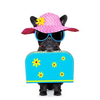 french bulldog dog  with luggage bag  , ready for summer vacation holidays, isolated on white background