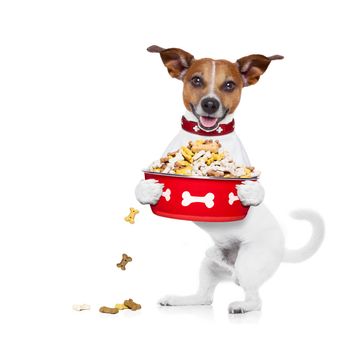 hungry  jack russell  dog holding food bowl and licking with tongue, isolated on white background