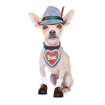 bavarian german chihuahua  dog with  gingergread and hat,  isolated on white background , ready for the beer celebration festival in munich