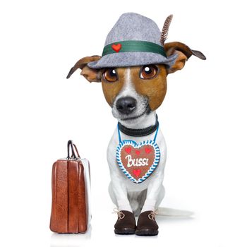 bavarian german jack russell dog with  gingerbread and hat, isolated on white background , ready for travel on vacation holidays with bag and luggage