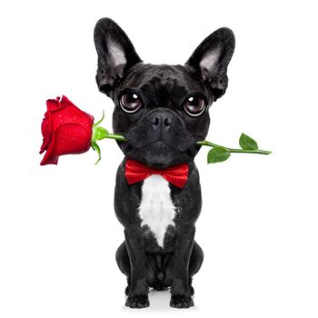 valentines  french bulldog dog in love holding a rose with mouth , isolated on white background
