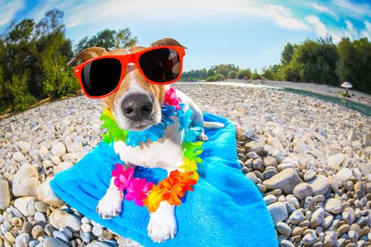 jack russell dog  with  lying on a blue towel, near the river outdoors, sunbathing with funny sunglasses on summer vacation holidays