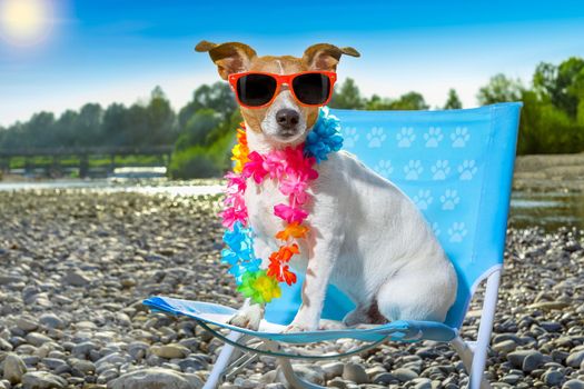 jack russell dog on a  beach chair or hammock at the beach relaxing  on summer vacation holidays, ocean or river  shore as background