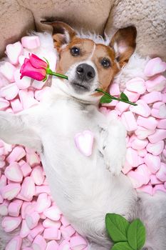 Jack russell  dog looking and staring at you   ,while lying on bed with valentines rose in mouth, taking a selfie , in love, marshmallows as a background