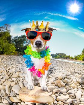 jack russell dog relaxing and resting on summer vacation holidays with flower chain , at the river shore, king crown on head