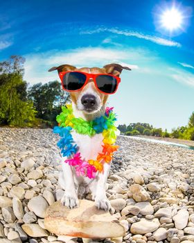 jack russell dog relaxing and resting on summer vacation holidays with flower chain , at the river shore