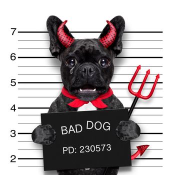 halloween devil pug dog crying in a mugshot, caught on with photo  camera, in police station jail