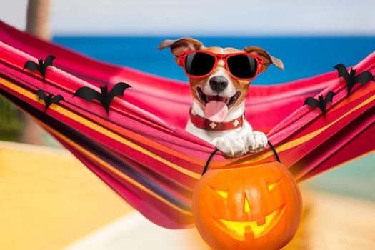 dog relaxing on a fancy red  hammock with sunglasses and a pumpkin lantern for halloween holidays
