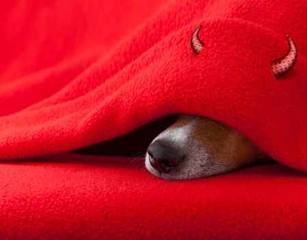jack russell devil dog  with halloween horns  sleeping under the blanket in bed the  bedroom, ill ,sick or tired,  red sheet covering its face