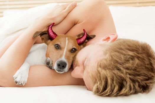 jack russell terrier dog  looking at you  under blanket in bedroom with owner   for halloween with devil horns